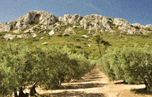saint remy olive grove walking crest alpilles van gogh
